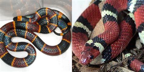 coral snake vs scarlet kingsnake.